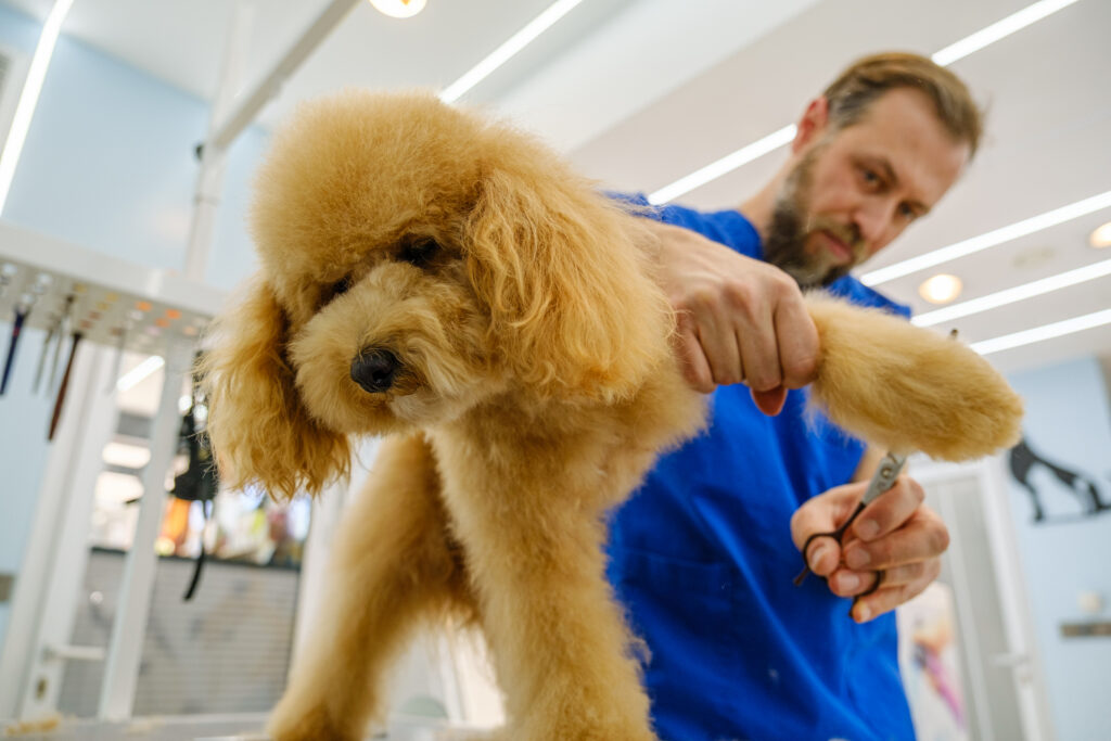 At a pet grooming salon, a middle-aged male groomer is trimming the fur of an adorable Poodle dog with scissors